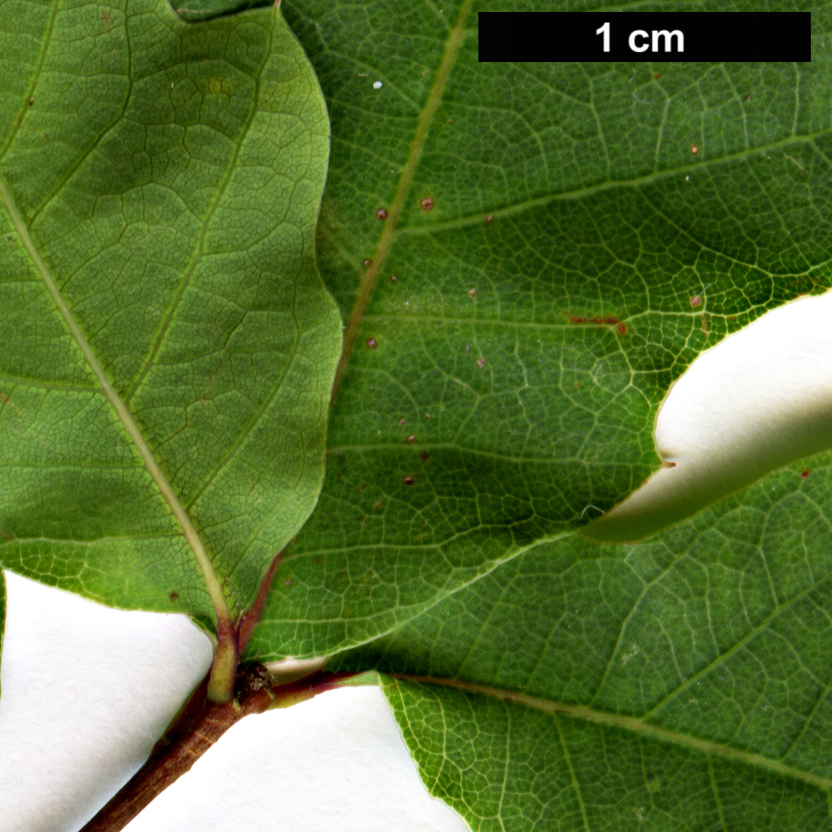 High resolution image: Family: Fagaceae - Genus: Quercus - Taxon: laceyi 
